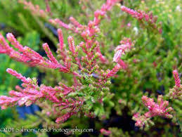 Image result for Calluna vulgaris