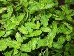 How To Grow Oregano From Seeds Harvesting Herbs Oregano Plant Growing Oregano