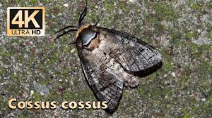 Image result for Cossus cossus