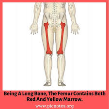 The Femur Bone Human Bones Femur Bone Yellow Marrow