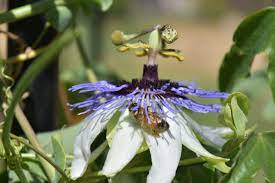 Passion Flower Spirulina Chocolate Flowers Recipe Blog Gutenmorgen Friyay Fridayiminlove Bedroom Inter Planting Succulents Plant Life Passion Flower