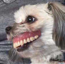 Man Wakes Up To Missing Dentures Finds Dog With A Brand New Smile Smiling Dogs Dogs Dentures