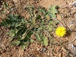 Image result for Launaea