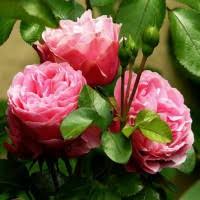 Christopher Wade Jerome MacDonald Obituary (1981-2024)