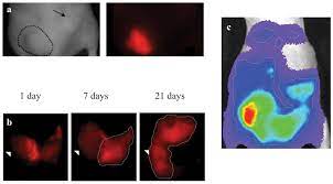 The immunoreactivity of the cells was evaluated using immunohistochemistiy, … Extracellular Protease Imaging For Cell Mass Tracking Of Xenografted Human Malignant Pleural Mesothelioma