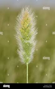 Image result for Polypogon