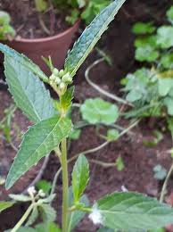 Image result for Pentarrhinum abyssinicum