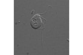 The mitochondrion is one of the most important organelles in eukaryotic cells. Missing Mitochondria Strange Eukaryotic Cell Lacks Powerhouse Csmonitor Com