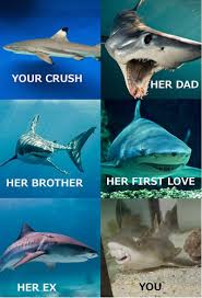 15 Shark Memes You Can Sink Your Teeth Into Funny Shark Pictures Shark Week Memes Shark Jokes