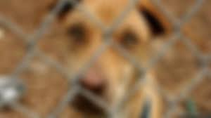 UPDATE: More than 70 animals rescued from deplorable conditions in Russell  County