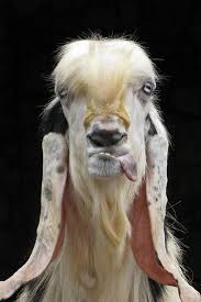 Funny Goat Pictures 50 Awesome Images Funny Goat Pictures Goat Picture Goats Funny