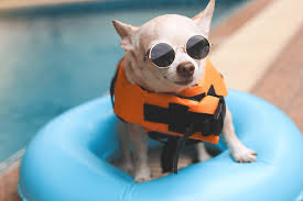 Image result for Recreation Pets Dogs Names