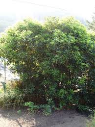 Foliage is very glossy and bright green. Pittosporum Undulatum Australian Native Plants Plants 800 701 6517