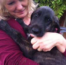 I wanted to let everyone know that I have picked up my new dog from Nelly  Nelly I was looking for an adult dog to be a companion for my current dog,