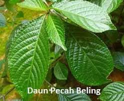 All In One Tentang Daun Pecah Beling Atau Keji Beling Atau Kecibling Untuk Mengobati Berbagai Jenis Penyakit Lengkap Dengan Cara Mengolahnya Menjadi Daun Jenis