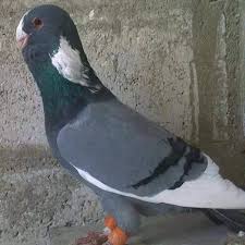 Dewlap Pigeon Hayvanlar Alemi Kus Hayvan