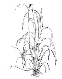 Image result for Echinochloa crus-galli