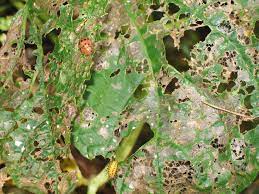 Economic injury levels are based on knowledge of insect feeding and development, the plant's response to defoliation, cost of â insecticide application and price of soybean. Mexican Bean Beetle Facts Information For The Control Of Bean Beetles