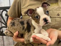 Image result for boston terrier