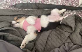 The sleeping positions of dogs usually varies with their mood. Dog Sleep Position Reveals Your Dog S Personality Sleep Ability