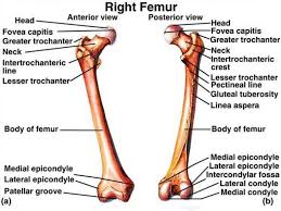 Femur Anatomy Bony Landmarks Muscle Attachment How To Relief In 2020 Hip Anatomy Anatomy Neck Fracture