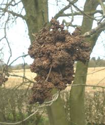 Image result for Rhizobium radiobacter, syn. Agrobacterium tumefaciens