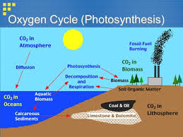 Oxygen Cycle With Diagram Brainly In
