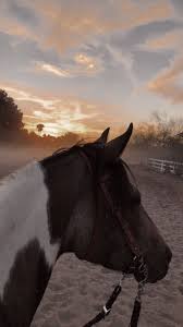 Pin By Fernweh On Horses In 2020 Horse Wallpaper Beautiful Horses Pretty Horses