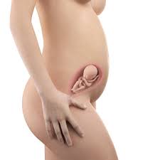 Dein baby in der 23. 23 Ssw Schwangerschaftswoche Dein Baby Dein Korper Beschwerden Und Mehr Faminino