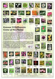 Kansas is home to two viburnums, blackhaw viburnum (viburnum prunifolium) and rusty blackhaw viburnum (viburnum rufidulum). Kansas Wildflowers Poster Kansas Native Plant Society