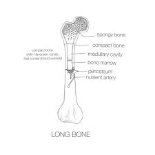 700 x 550 jpeg 8 кб. Draw A Diagram Of A Long Bone And Label The Structures Identify Which Structures Carry Oxygen And Nutrients And Identify Which Carry Blood Vessels And Nerves Homework Help And Answers Slader