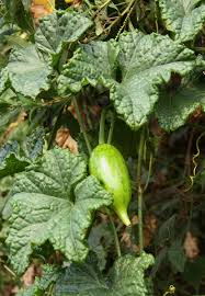 Image result for Peponium vogelii