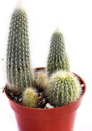 Image result for Cleistocactus