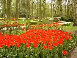 库肯霍夫 维基百科 自由的百科全书 beautiful flowers garden most beautiful gardens tulips garden