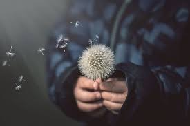 Hd Wallpaper Background Dandelion Child Wallpaper Flare Download dandelion wallpapers to your android, iphone and windows phone mobile and tablet.
