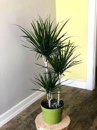 Maybe you would like to learn more about one of these? Selain Pokok Ular 5 Tanaman Ini Juga Mampu Bersihkan Udara Dalam Rumah Vanilla Kismis