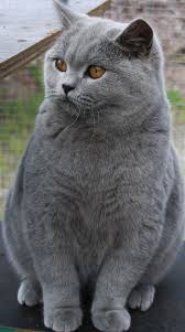 More Details Can Be Found By Clicking On The Image Petcats Cat Breeds Cute Cats Cats And Kittens