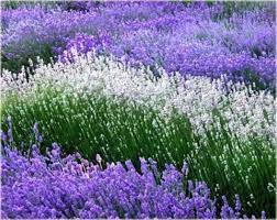 Sharing 190 Inspiring Beautiful Fascinating Flower Pics Ground Cover Plants Lavender Farm Digital Flowers