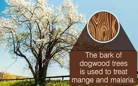 The dogwood tree is picky. Dogwood Tree Facts Gardenerdy