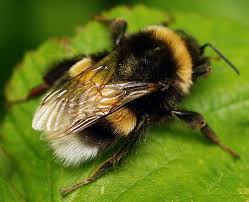 Buff Tailed Bumblebee Honey Bee Garden Bee Bee Garden