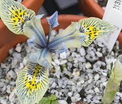 Image result for Cyphia mazoensis