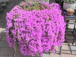 Succulent plant with purple flowers. Amazon Com 18 Cuttings Ice Plant Purple Ground Cover Rare Cactus Succulent Flower Pink Patio Lawn Garden