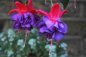 Fuchsia Ringwood Market Fuchsia Flowers Petals