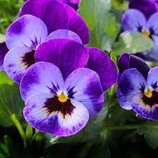 Maybe you would like to learn more about one of these? What Are The February Birth Flowers Violet Iris And Primrose