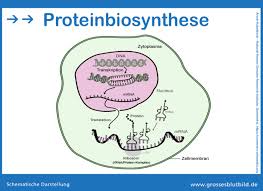 Der grundbaustein der mrna ist das nukleotid. Was Ist Eine Proteinsynthese Dr Stephan