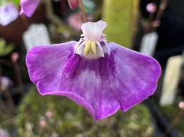 Image result for Disperis virginalis