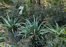 Image result for Aloe bukobana