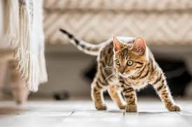 Bengals have a wild appearance; Bengal Cats Info Guide On Health Breeds Size And Buying Guide