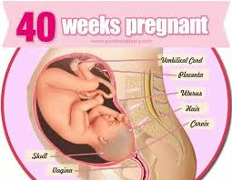 Pin On Pregnancy