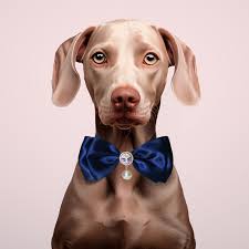 Dog Bows Fashion Pet Accessories Tuxedo Bowtie Pet Bow Tie Bow Tie Collar  Dog Necktie For Dog Bandana